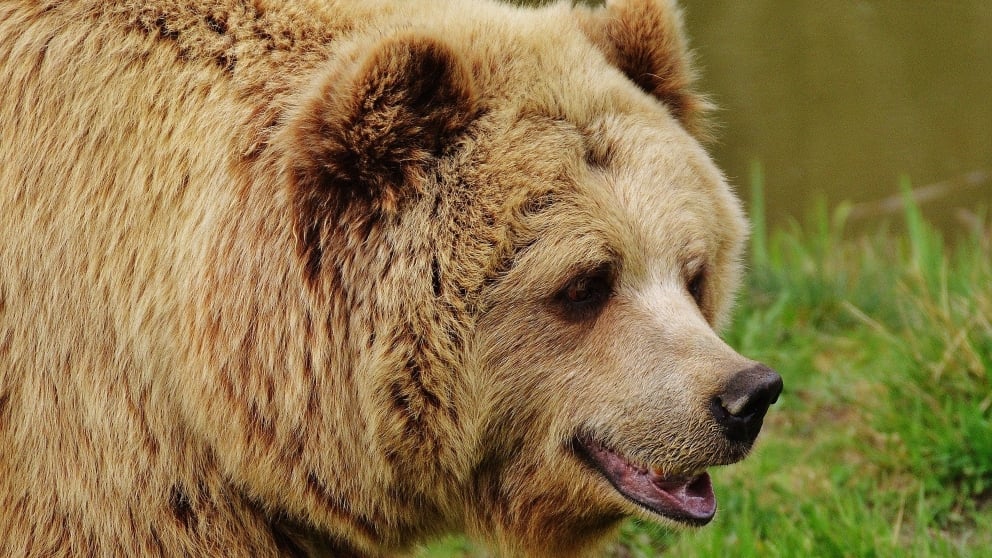 Lo que debes saber sobre los osos