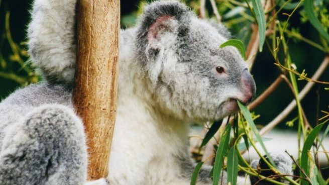 koala animal que duerme más horas