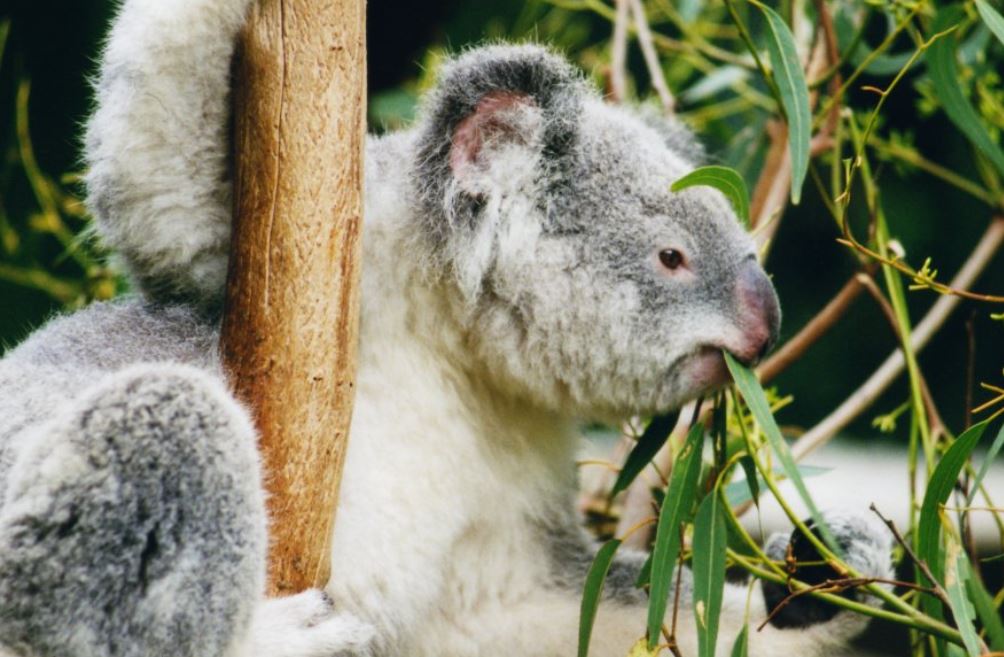 El koala: ¿sabes que es animal que duerme más horas al día?