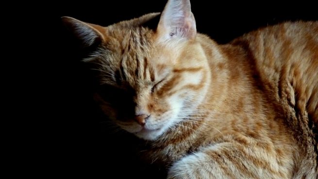 Facebook: Un bombero salva la vida de un gato intoxicado por el humo