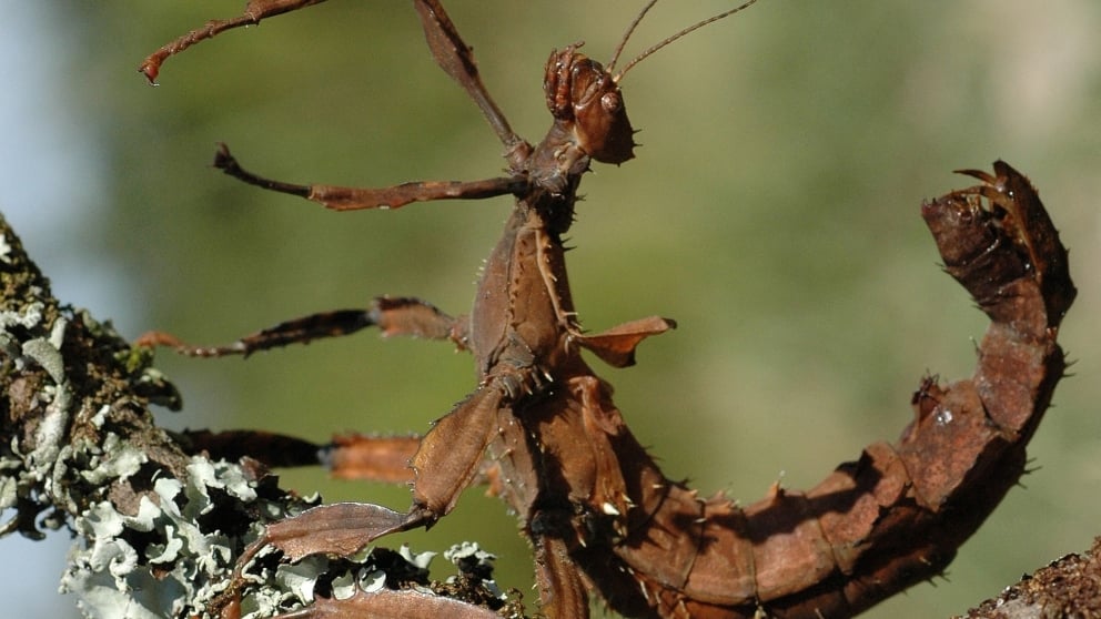 Los 6 Insectos Más Raros Del Mundo