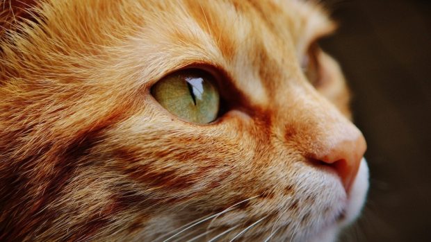 Los cuidados de los ojos en el gato