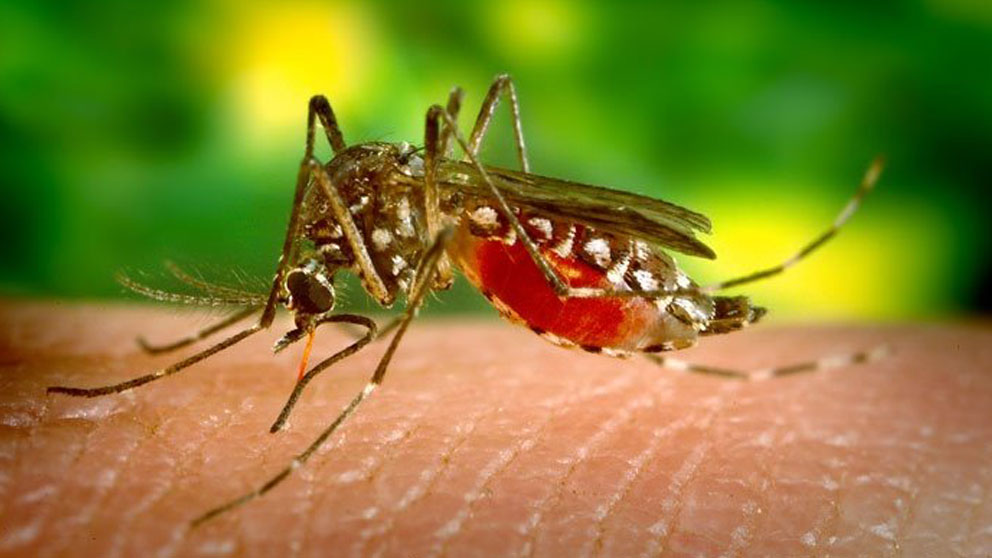 El mosquito es el principal transmisor de la enfermedad del dengue.