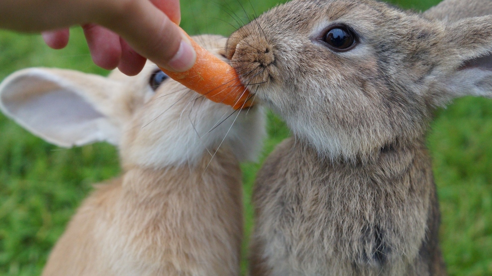 ¿Cómo cuidar a tu conejo en verano?