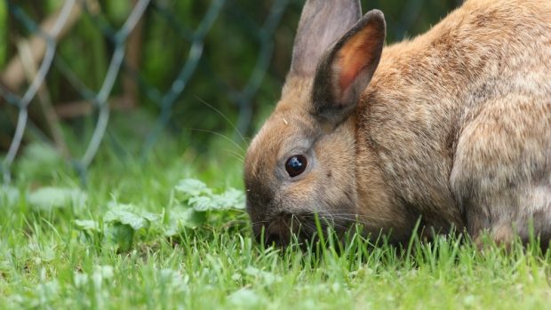 Cuidados de tu conejo en verano