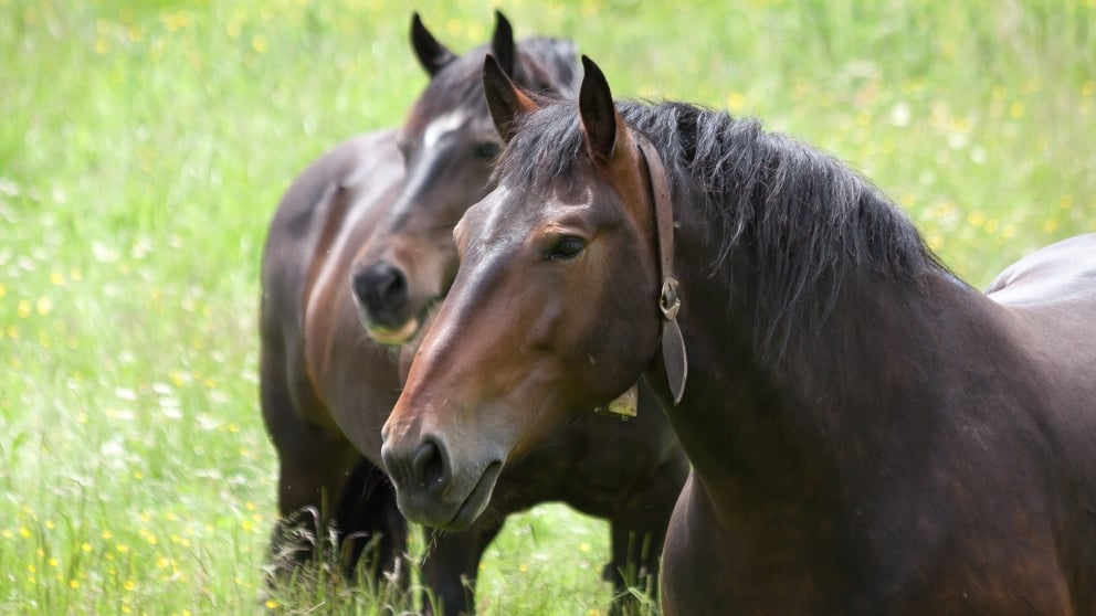 ¿Cómo es el caballo más bello?