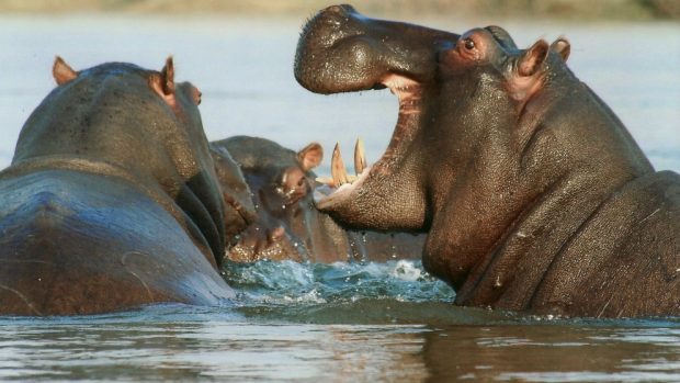 Los  hipopótamos y su agresividad