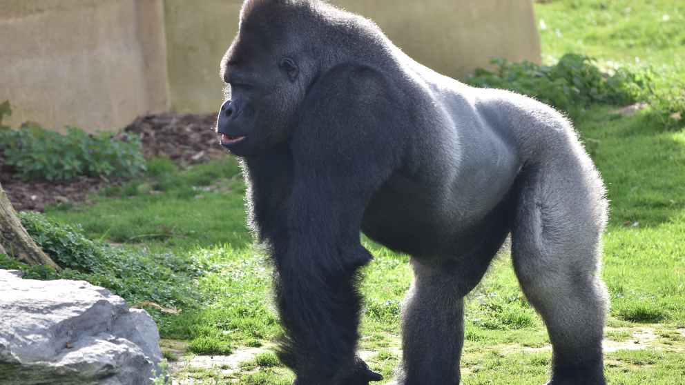 Curiosidades sobre el gorila