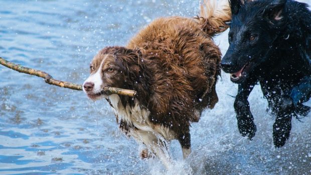 El ejercicio saludable en perros