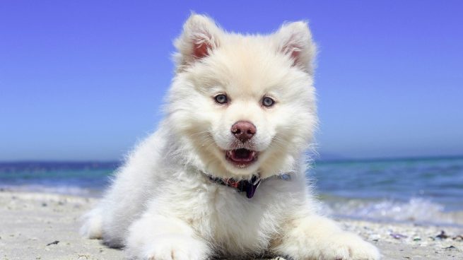 Hábitos saludables para el corazón de tu mascota