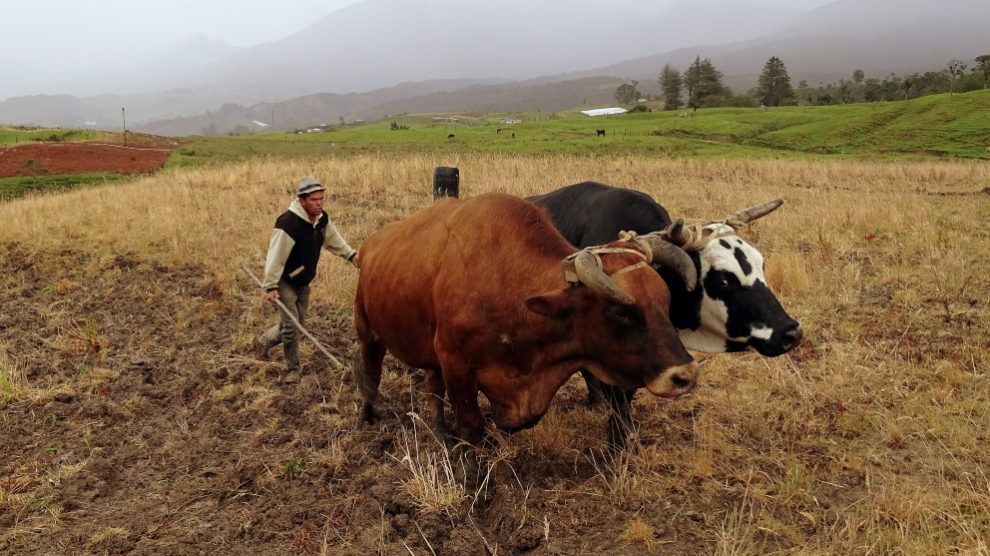 Animales tradicionales para carga