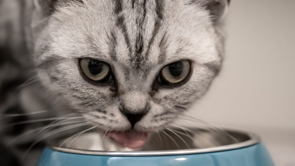Espacio para el comedero de tu gato
