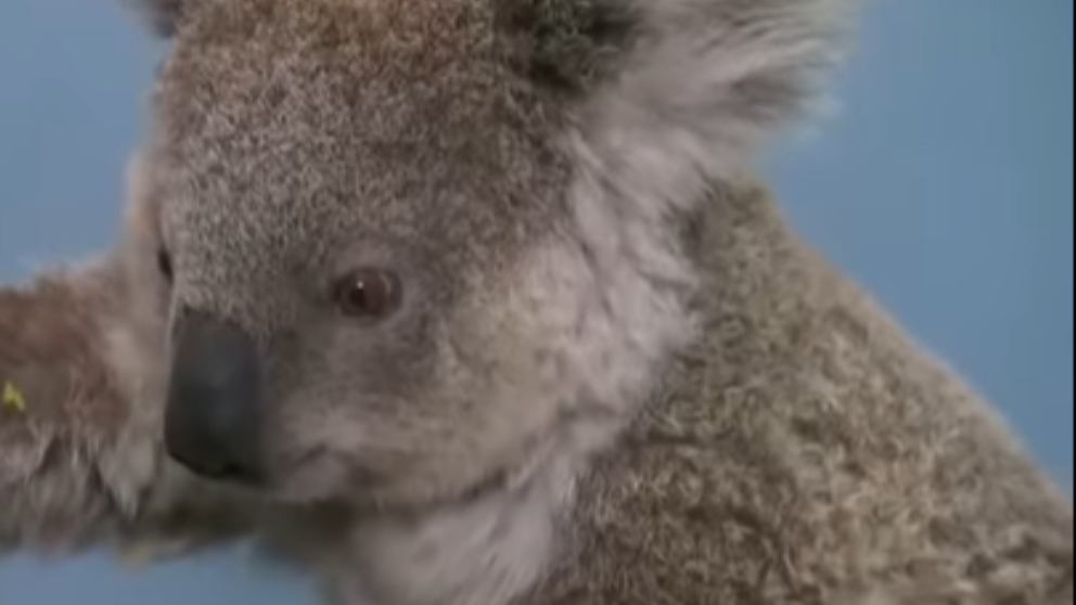 Facebook: Feliz reencuentro entre el koala y la mujer que lo rescató