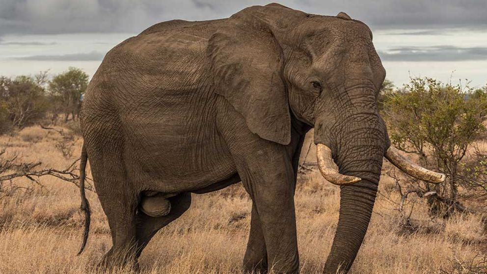 ¿Cuánto comen los elefantes al día