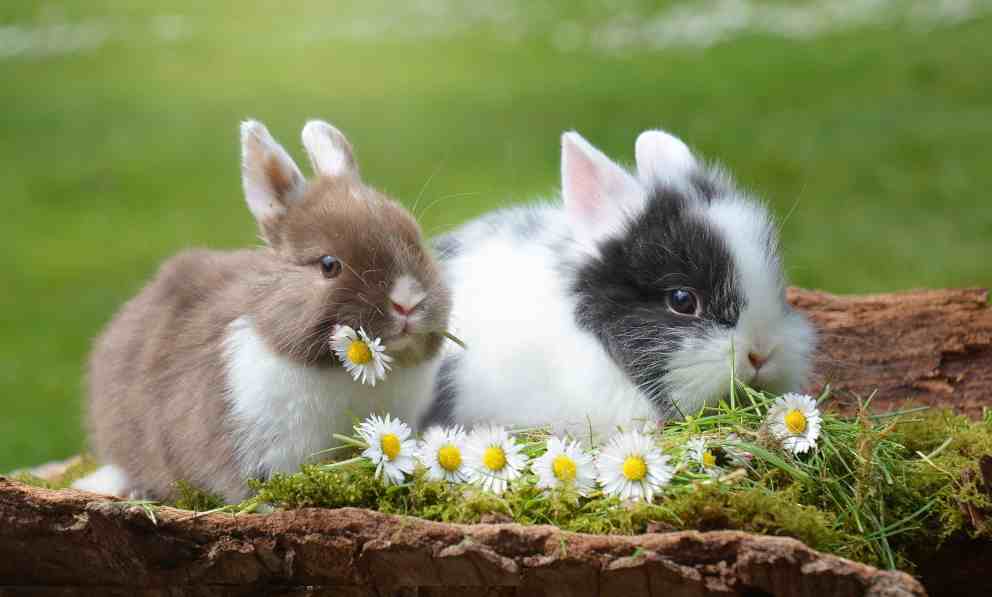 Curiosidades sobre el conejo enano