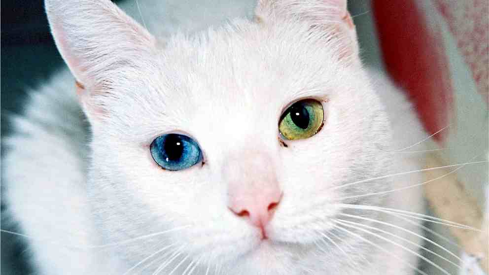 Gato con ojos de distinto color