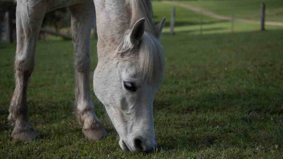 Lo que debes saber sobre la nutrición para tu caballo