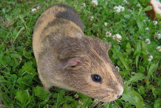 Cobaya de Guinea