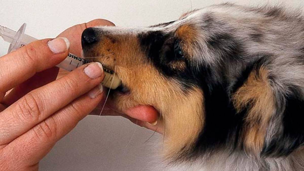 elevación recompensa Ladrillo Efectos secundarios de los antibióticos en perros