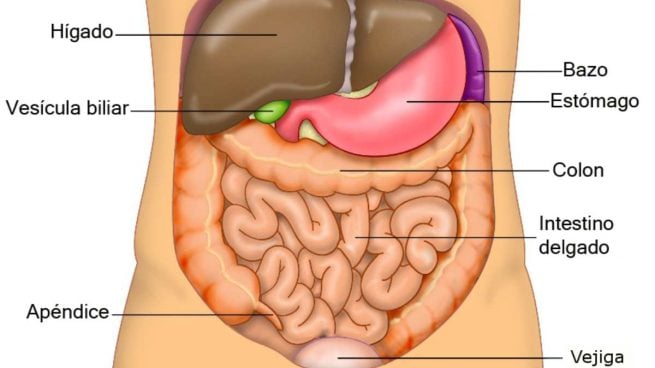 Cuántos órganos tiene el sistema digestivo y cuáles son