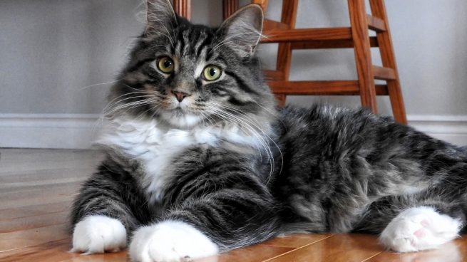 5 tips para tener un gato en tu piso