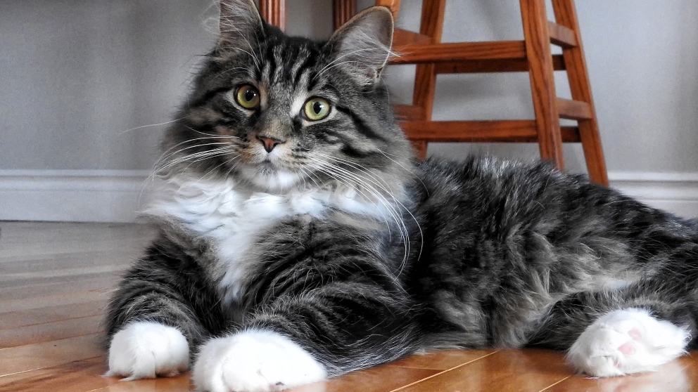 5 tips para tener un gato en tu piso