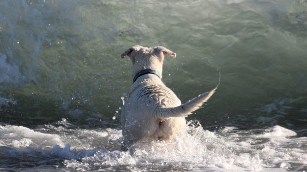 Perro frente al mar