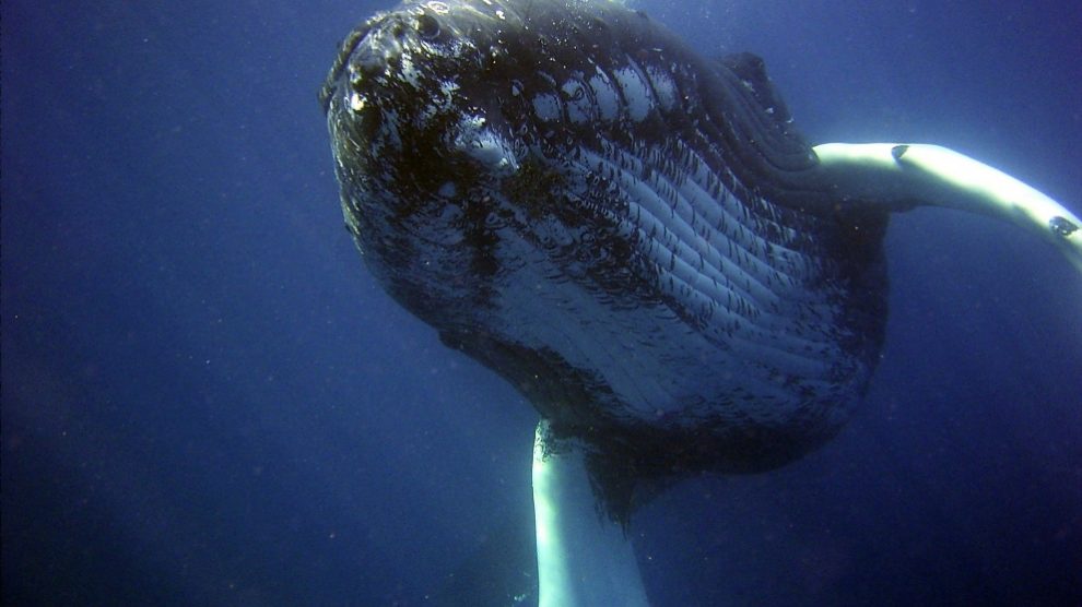 ¿Cómo se alimenta una ballena?