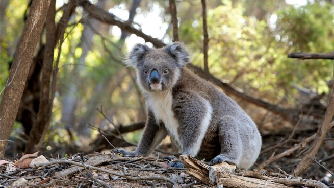 Curiosidades sobre el koala