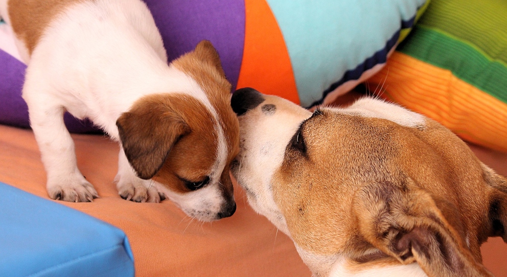 ¿Es posible alterar el olor de tu perro?