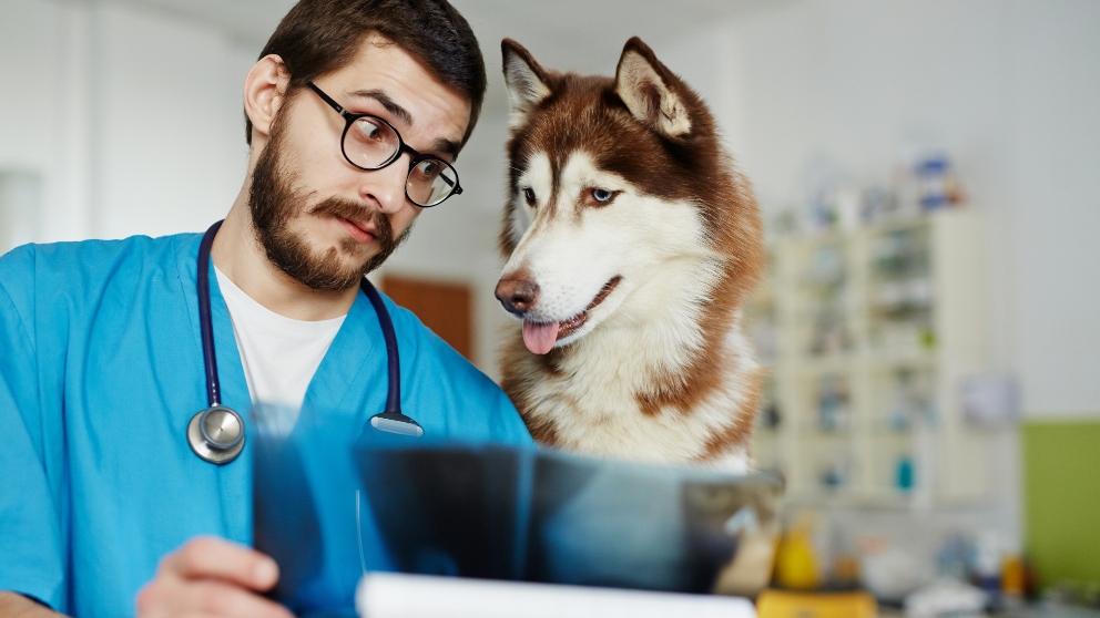 Cosejos sobre el uso del escáner por los veterinarios