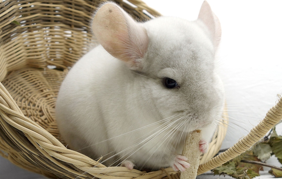 La chinchilla como mascota