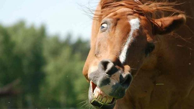 Cuidar la dentadura de tu caballo