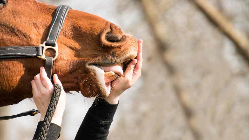 ¿Cómo cuidar los dientes de tu caballo?