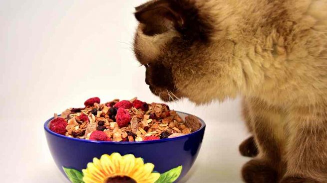 El gato y su alimentación saludable