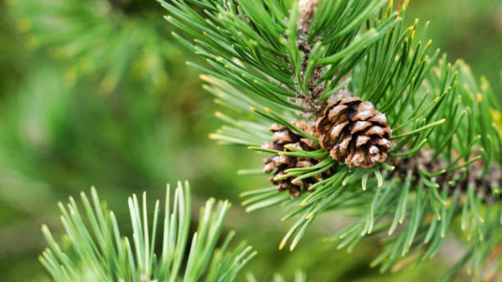 Descubre cómo decorar tu árbol navideño con piñas naturales