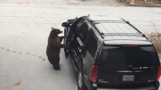 Facebook: Un oso se sube a un coche ante la atenta mirada de su dueño