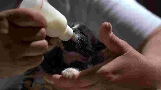 Cachorro gatito toma leche