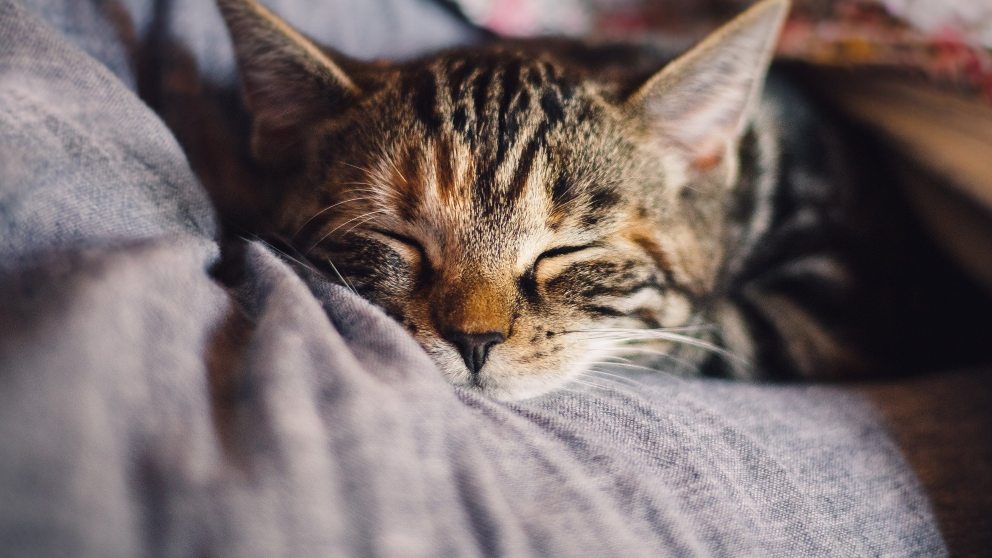 La ansiedad en tu gato