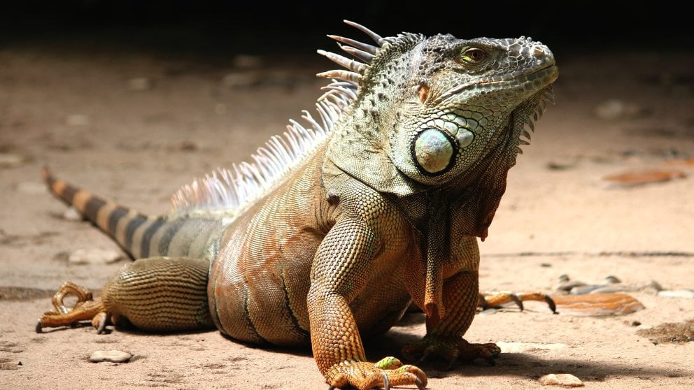 ¿Qué enfermedades puede tener la iguana en casa?