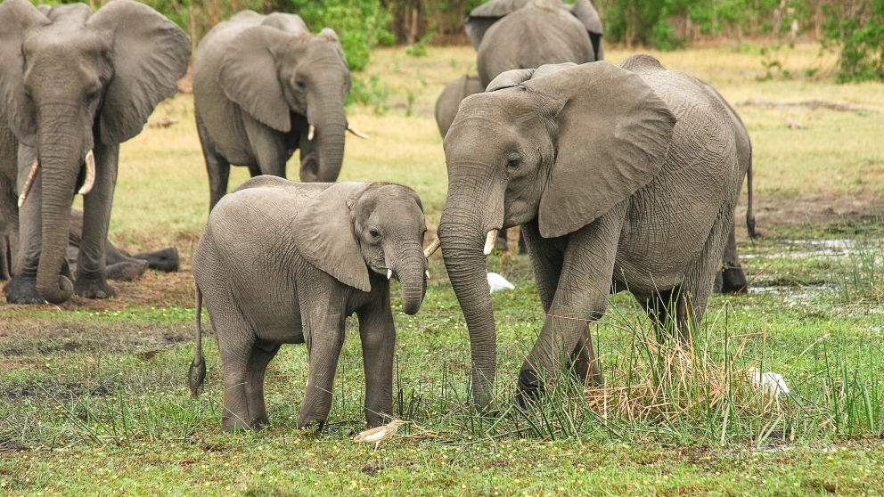 ¿Cuáles son las enfermedades típicas de un elefante?