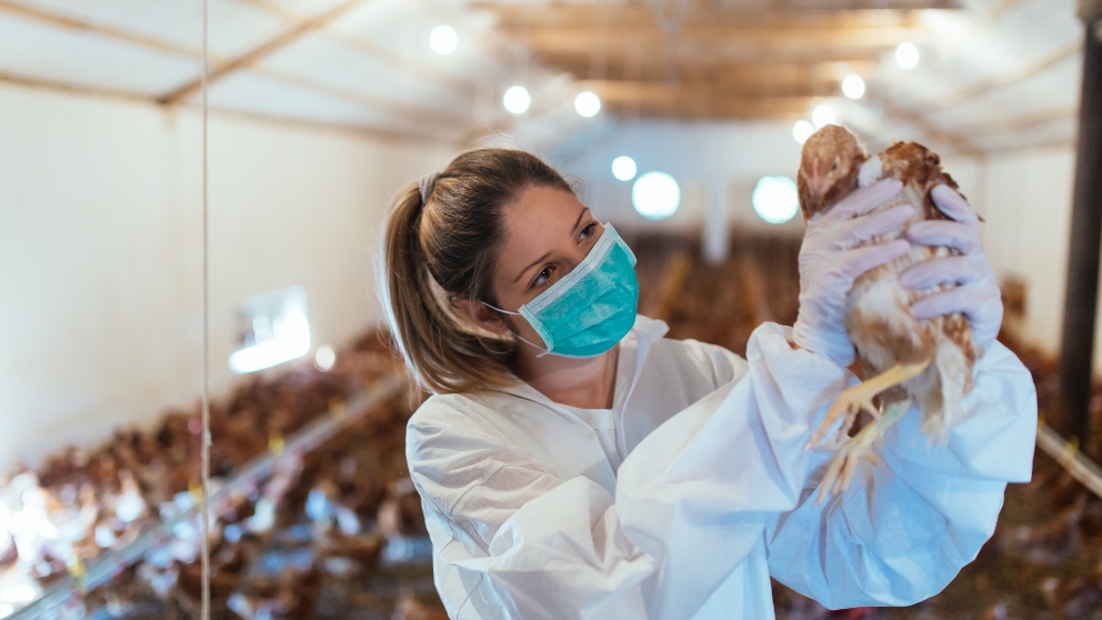 ¿Cómo se combate la gripe aviar?