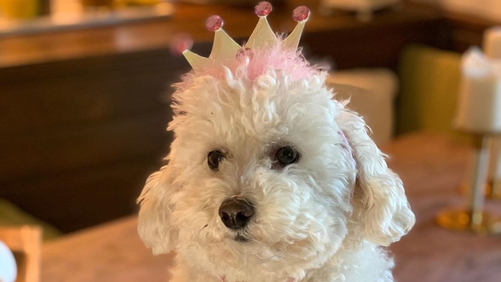 Instagram: Martina la perra de Paz Padilla triunfa en solitario