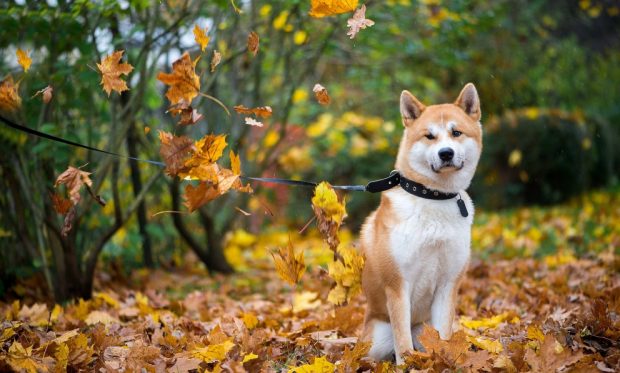 Perro en parque