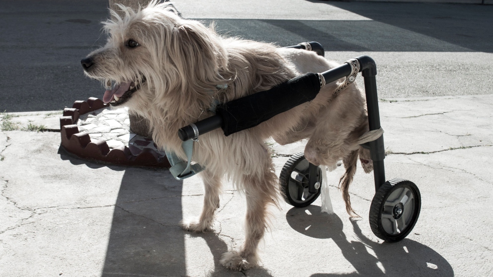 Tips para seleccionar un carrito para tu perro discapacitado