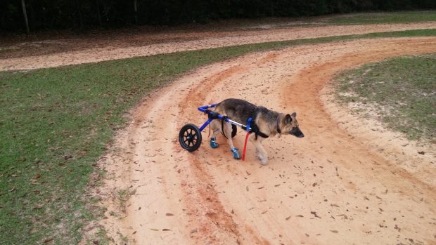 Un carrito le cambia la vida a un perro discapacitado
