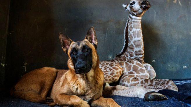 Facebook: Muere Jazz la jirafa abandonada que cuidaba un perro