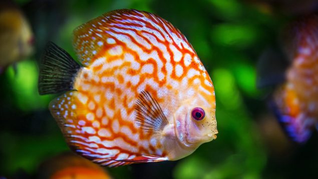 Los mejores consejos para llenar el acuario por primera vez