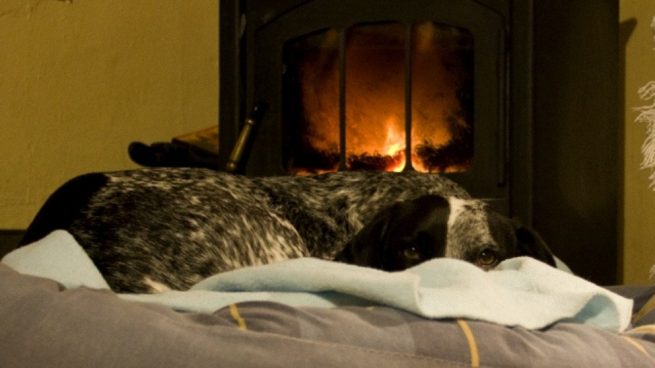 El perro y las fuentes de calor en casa