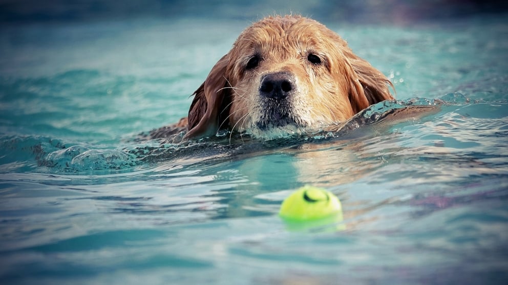 Jugar en la piscina con tu perro